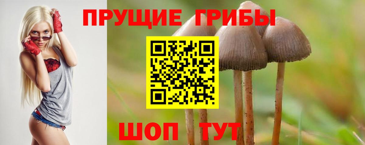 Балашов  Псилоцибиновые грибы прущие грибы  Вход с VPN 